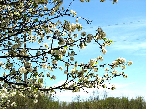 ornamental pear blossoms